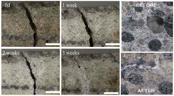 Everything you need to know about the Bio-Concrete
